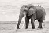 Side Profile of Supertusker Michael