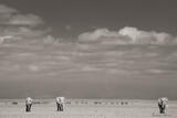 Three Tuskers on The Lake