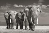 Following the Leader