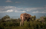 A Supertusker and a Super Mountain