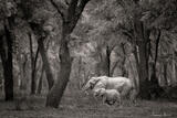 In The Forest