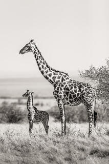 Just Born