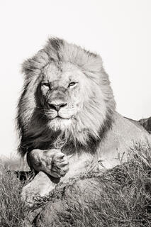 On The Throne