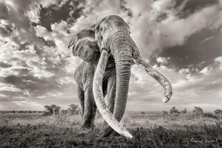 Craig: A Farewell to a Gentle Giant