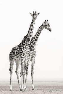 Two Giraffes