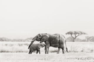 The Lost Child - A Baby Elephant