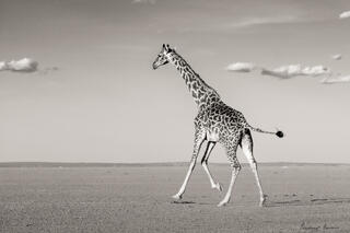 On the Run