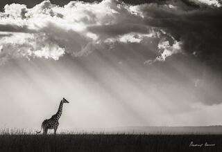 Waiting for Rain