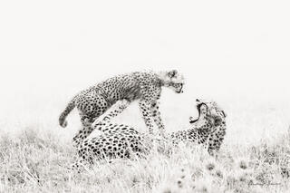 Say Aaah...