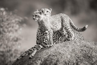Cub Looking Out