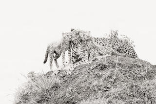 Mother and Two Cubs