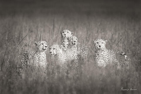 The Cheetah