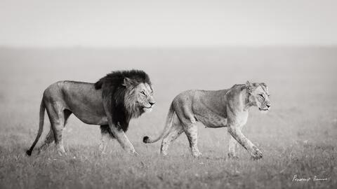 The Lion