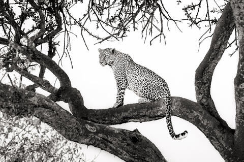 The Leopard