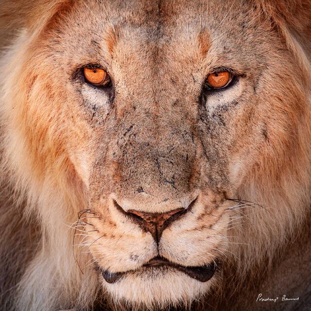 Golden Eyes