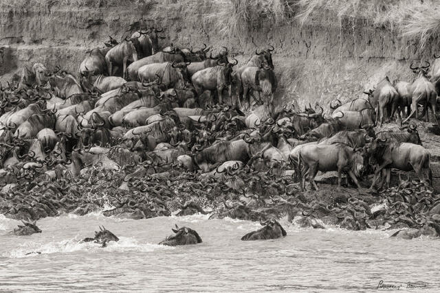 The Great Migration: Earth's Greatest Wildlife Spectacle
