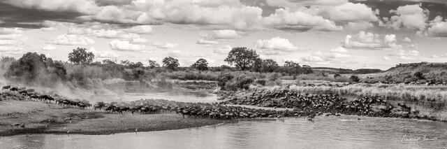 Thousands of wildebeest and zebras frantically splash through a side river while crocodiles wait nearby in the water. 