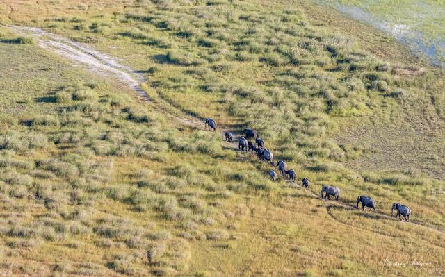 The Elephant Trail