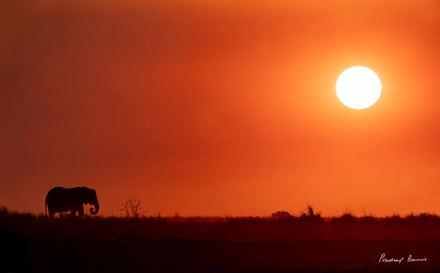 Elephant and Sun