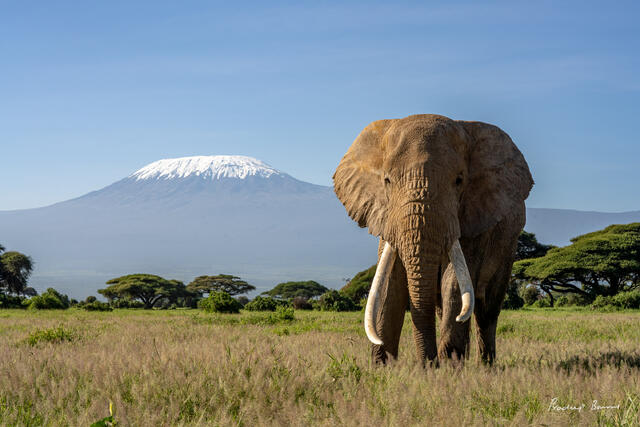 TJ and Mount Kili