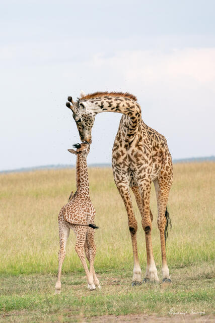 Mother's Kiss
