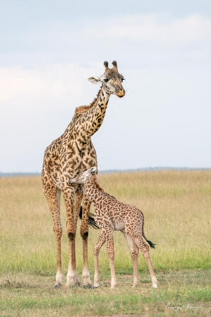 Mother's Love
