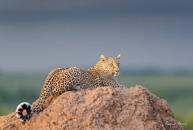 The Leopard Queen