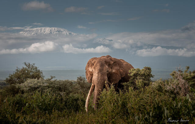 A Supertusker and a Super Mountain