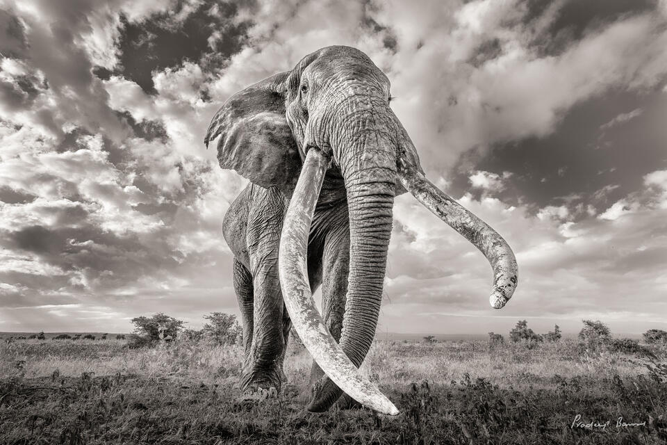 Craig the Super Tusker