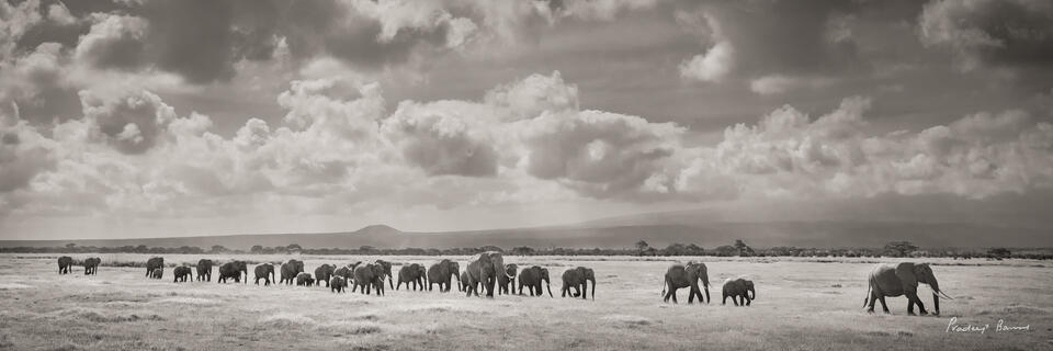 Elephants at Noon