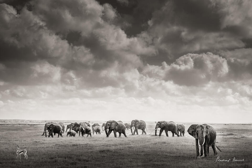 Tommy and Elephants