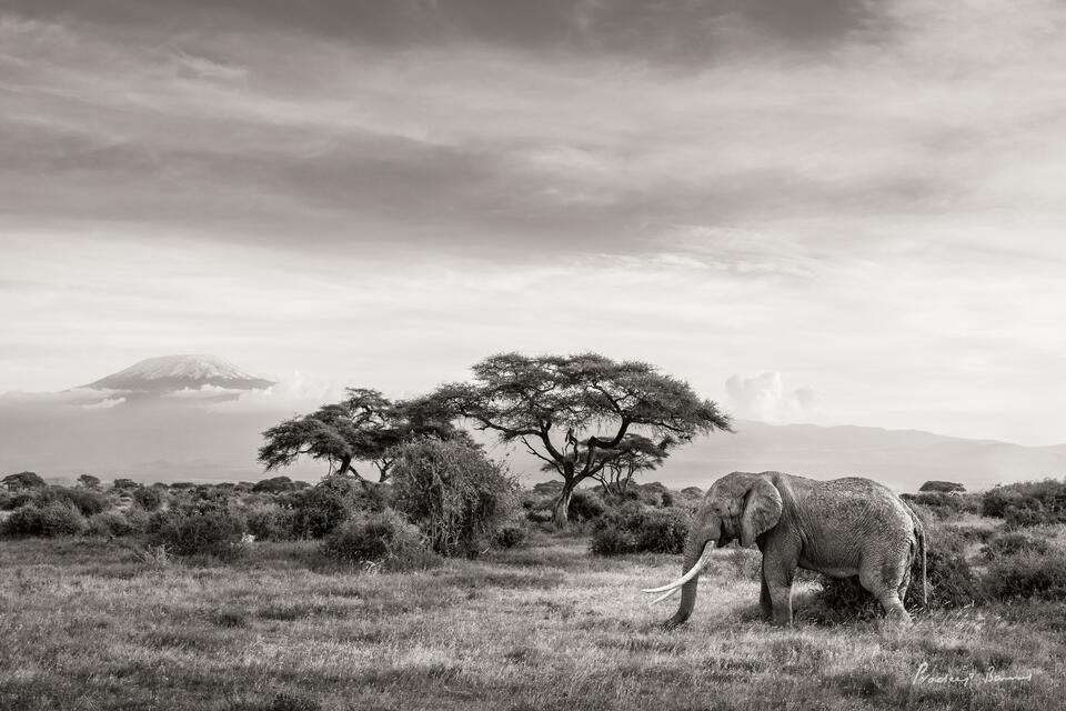 Supertusker at Dusk with Kili