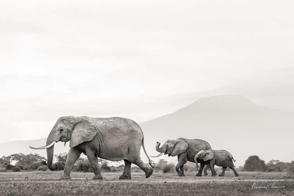 Elephant Family and Mt. Kili
