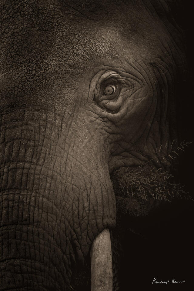 Eye of the Giant