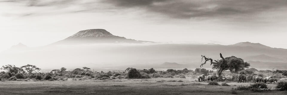 Dawn over Mt Kili and Elephants