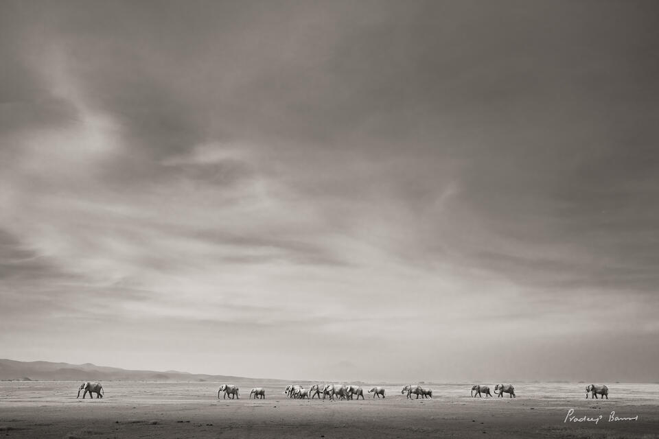 Majestic Skies over Elephants