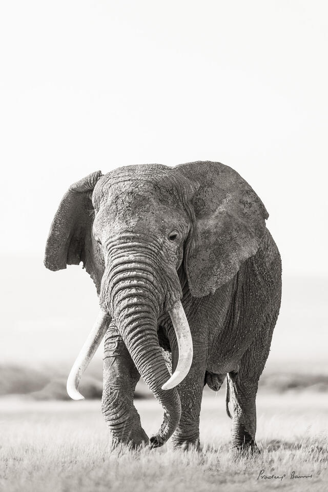 Pascal the Supertusker