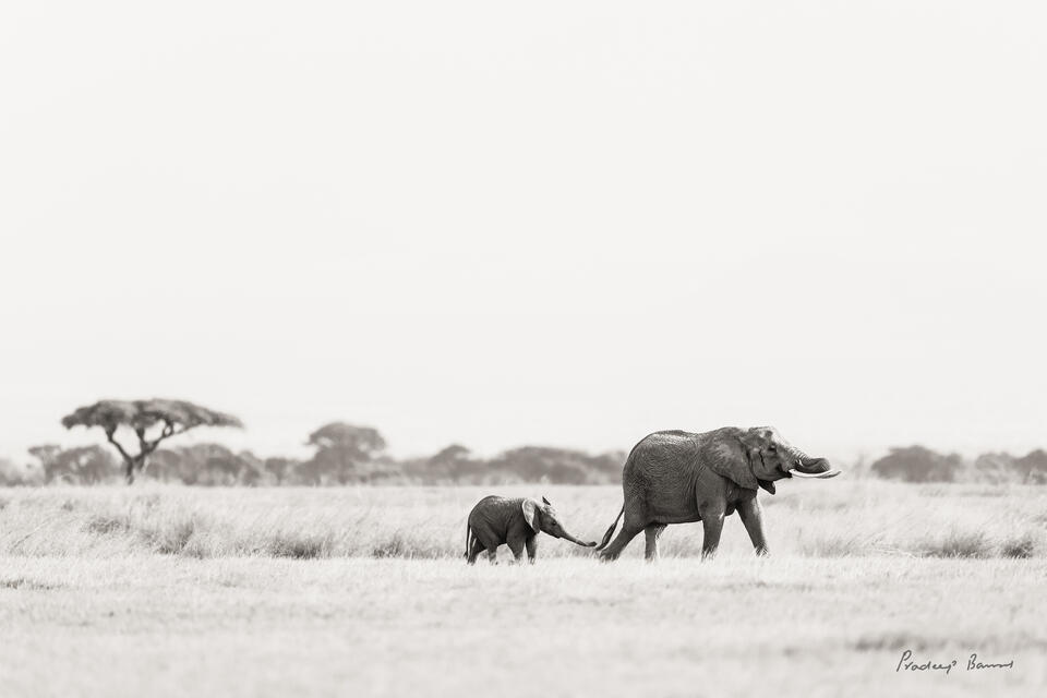 Mom, Wait for Me!
