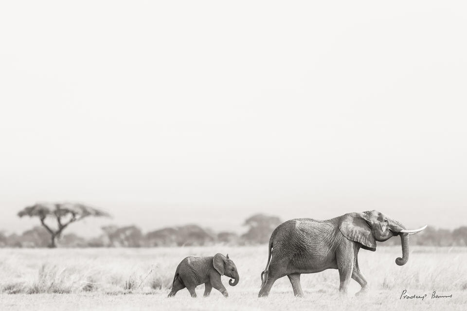 Mother and Baby on the Horizon