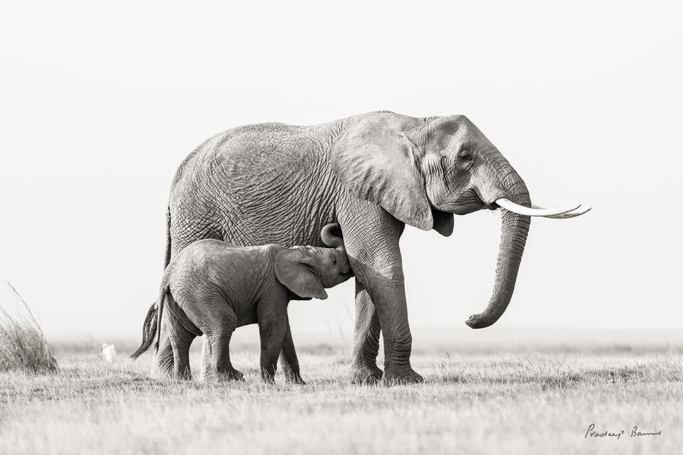 At Last, Feeding Time