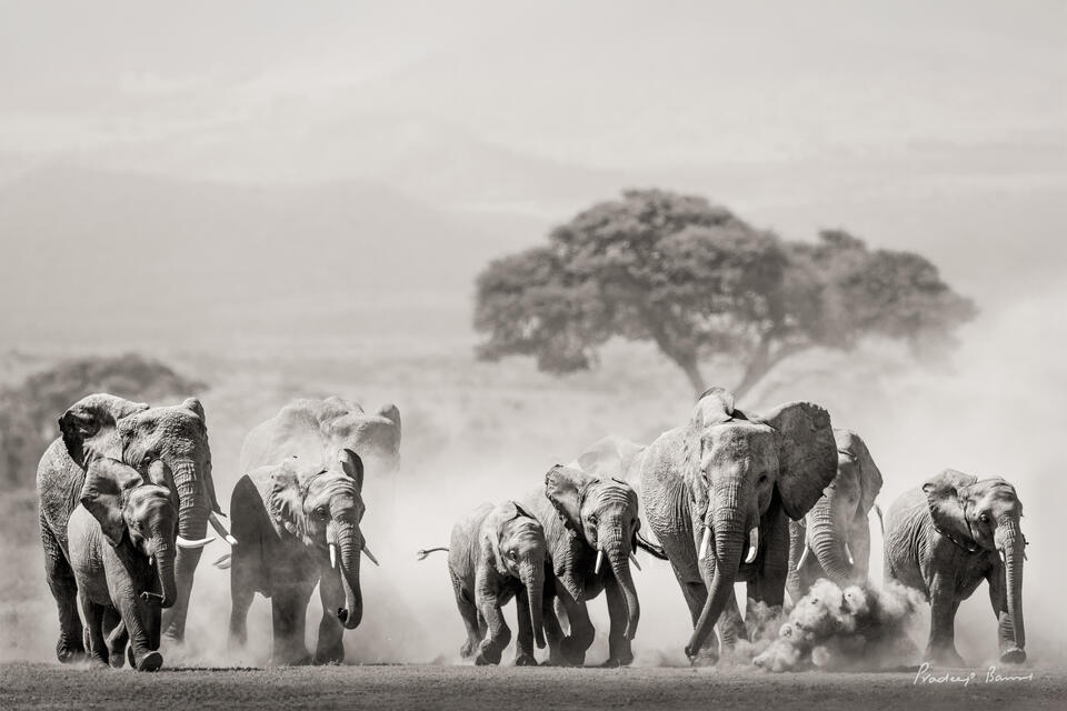 Stampede