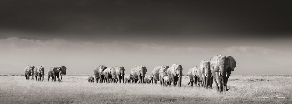 Matriarch Leads the Way