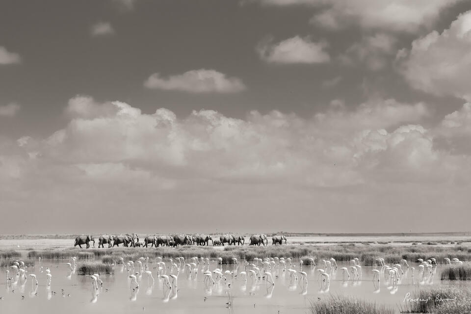 Elephants and Flamingos