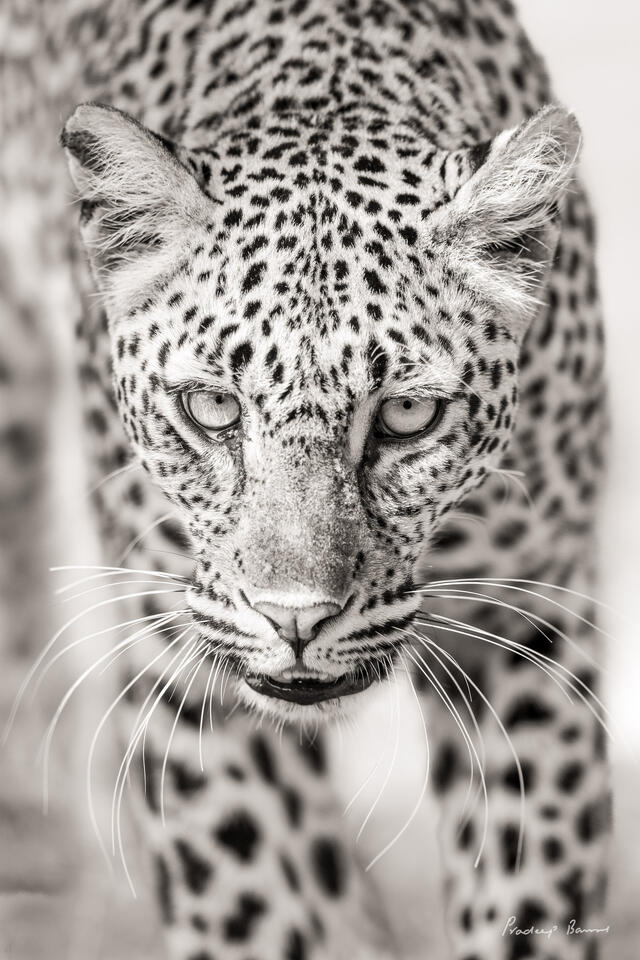 Close-up