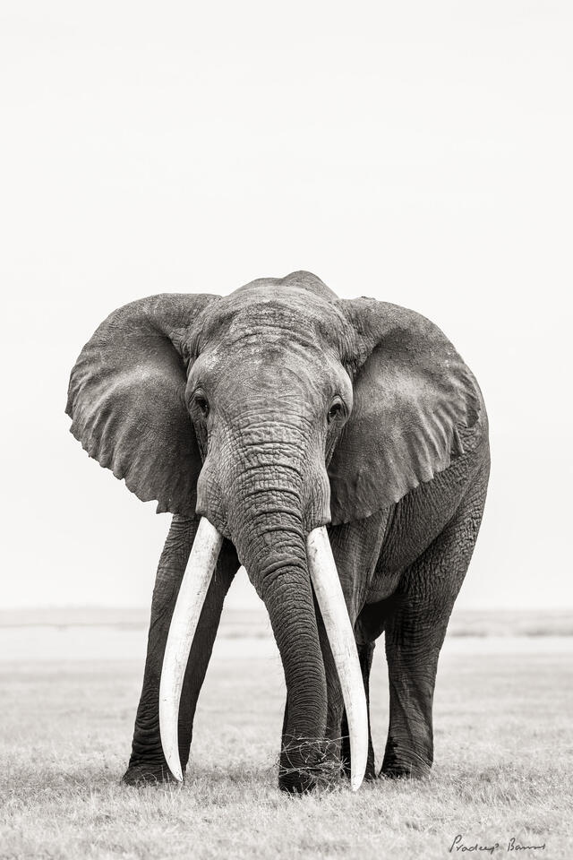 Portrait of Supertusker Michael