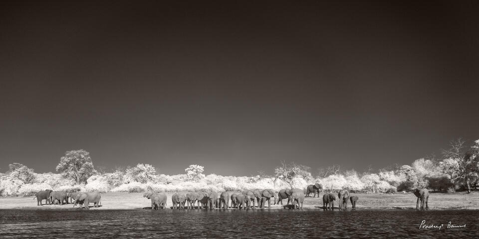 Elephants in Infrared