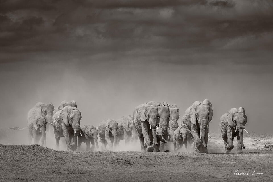 Elephants and Dust