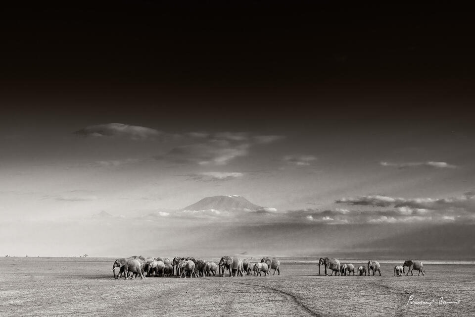 Elephants and Mount Kilimanjaro