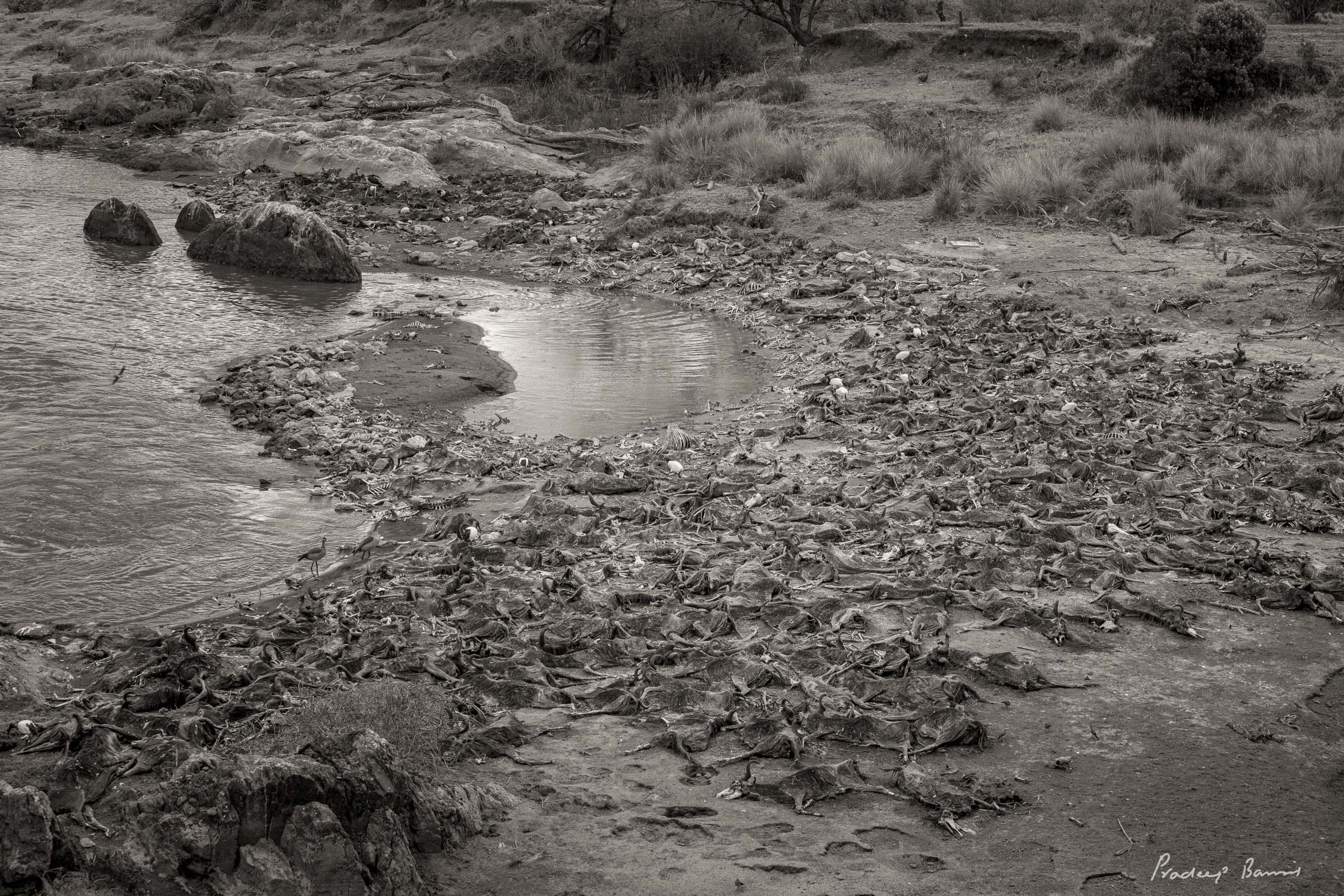 Hundreds of skeletal wildebeest carcasses scattered along a wide, dry riverbank with scavenging birds feeding on the remains.