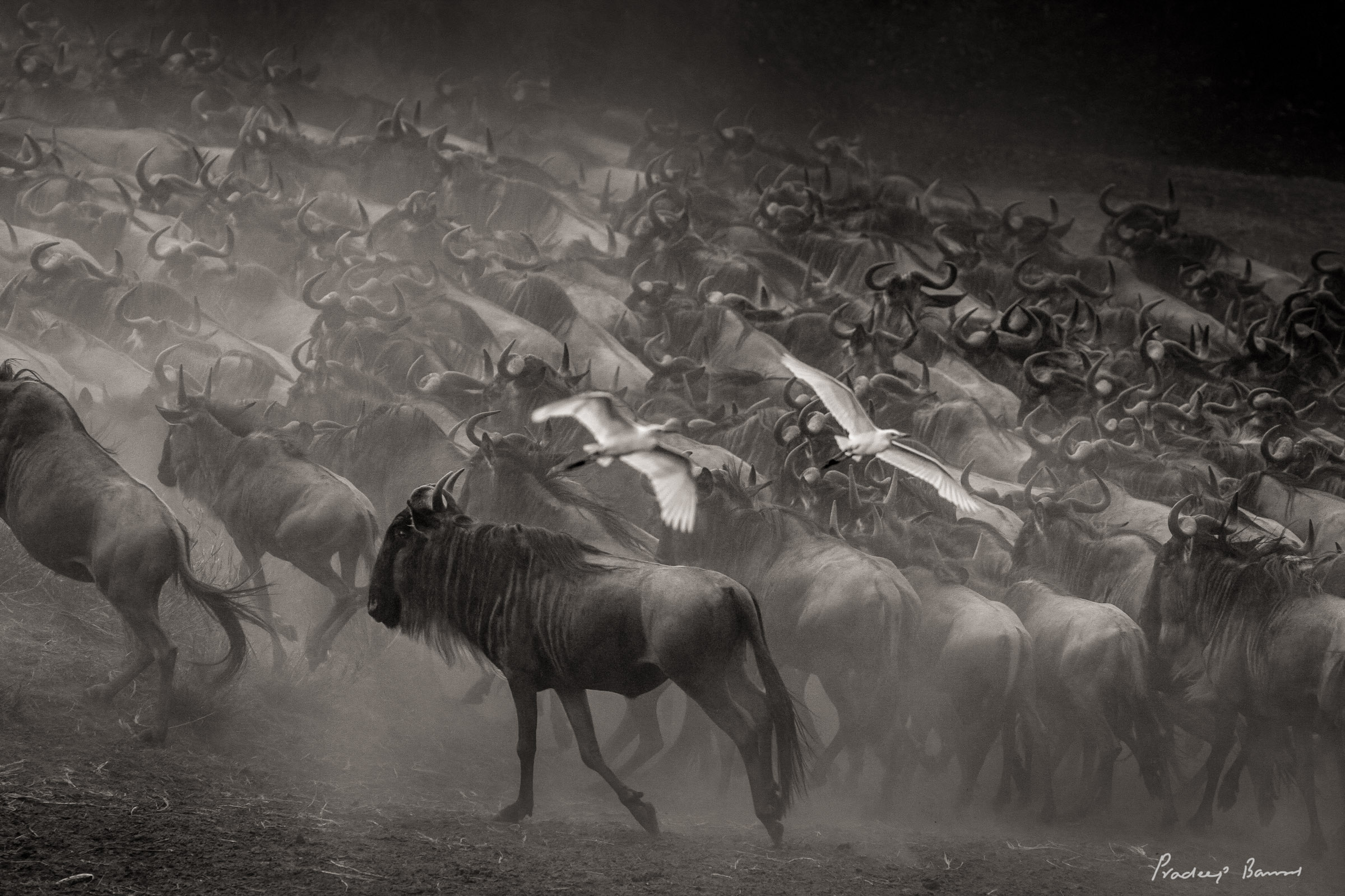 Wildebeest ane zebras run back up the river bank, failing to cross the river this time.